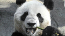 Load image into Gallery viewer, Standard Panda Subscription
