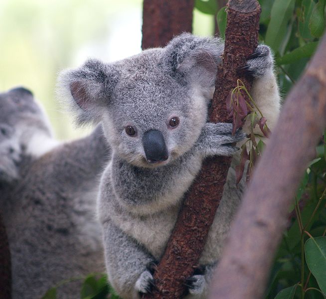 Koala Prepaid